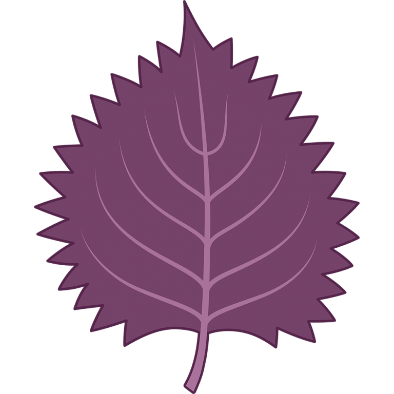 赤紫蘇の簡単な育て方と栽培時期は 水のやり方や適した環境は 片ロースお役立ち発信局