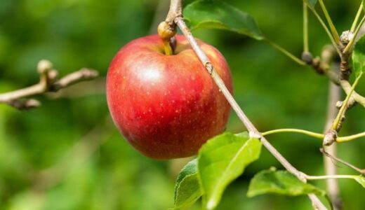 アップルパイ向きのりんごの種類・品種を紹介！紅玉の代わりに使えるりんごを紹介！